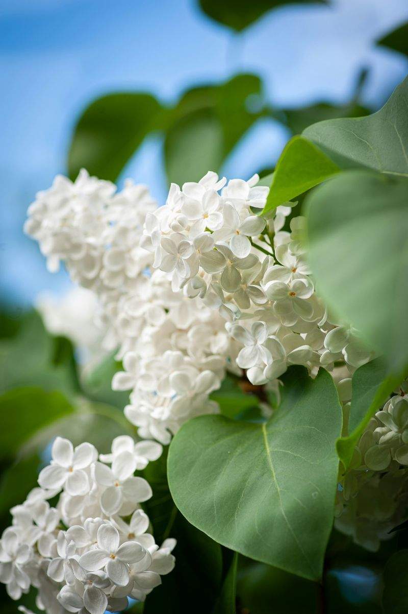 Jardins & Harmonie 13