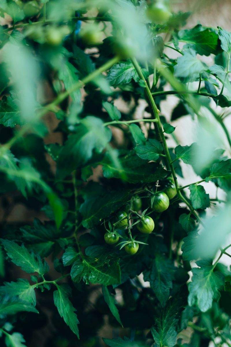 Jardins & Harmonie 14