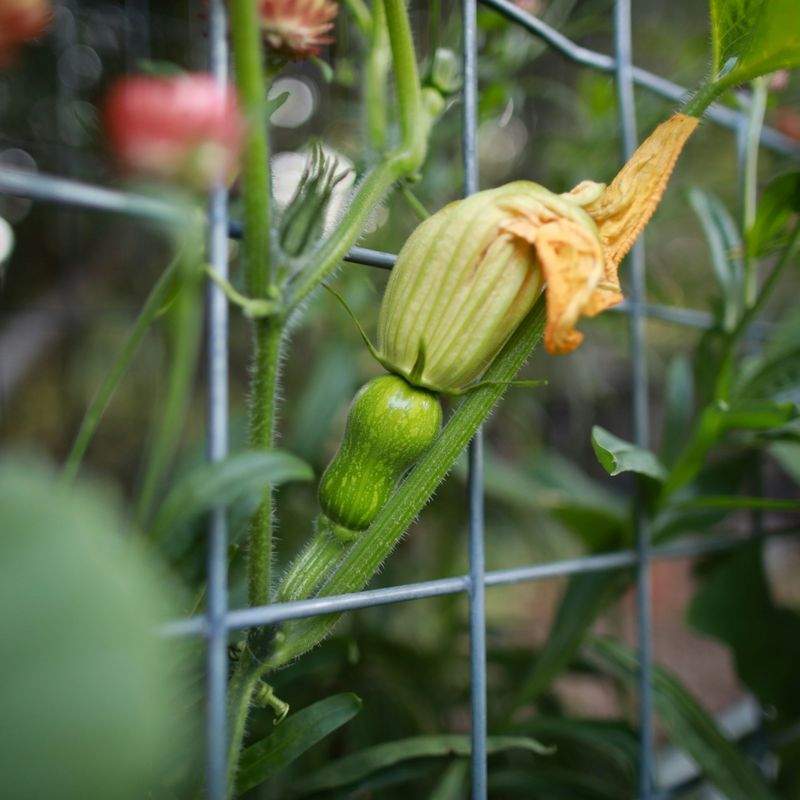 Jardins & Harmonie 4