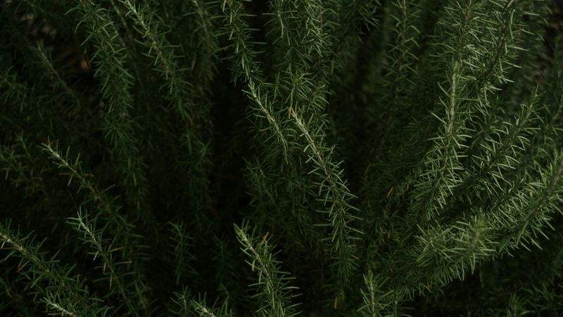 Jardins & Harmonie 8
